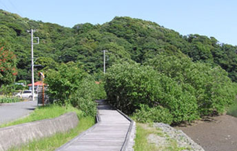 大賀茂川ボードウォークとはまぼうブリッジ